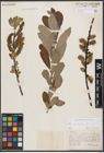 Foto von Salix cinerea L.